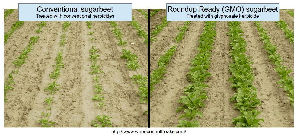sugar beet vs sugar cane