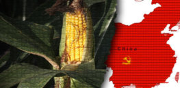 china GM corn