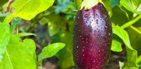 gmo eggplant