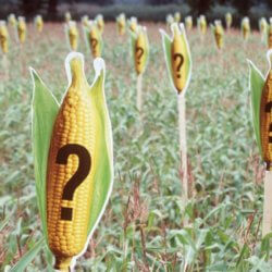 greenpeace marks a maize field