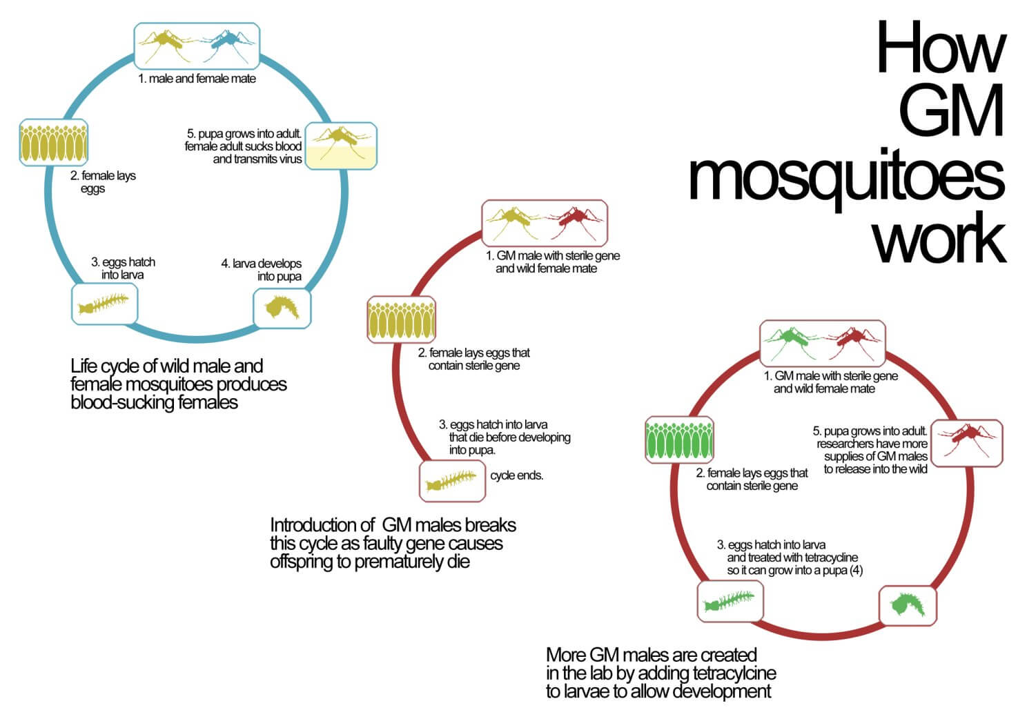 microcephaly-drawing-child-zika-gm-mosquito-virus2