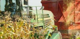 north gower farmer harvests corn destined cattle f e
