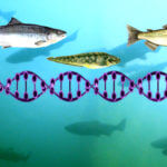 tdy gmo fish