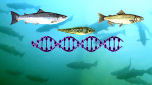 tdy gmo fish