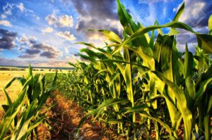 18655250-corn-field-and-sky-with-beautiful-clouds-stock-photo-biomass