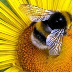 Bumblebee Populations Are Shrinking