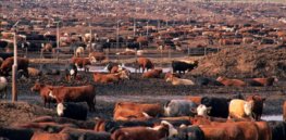 California feedlot drought