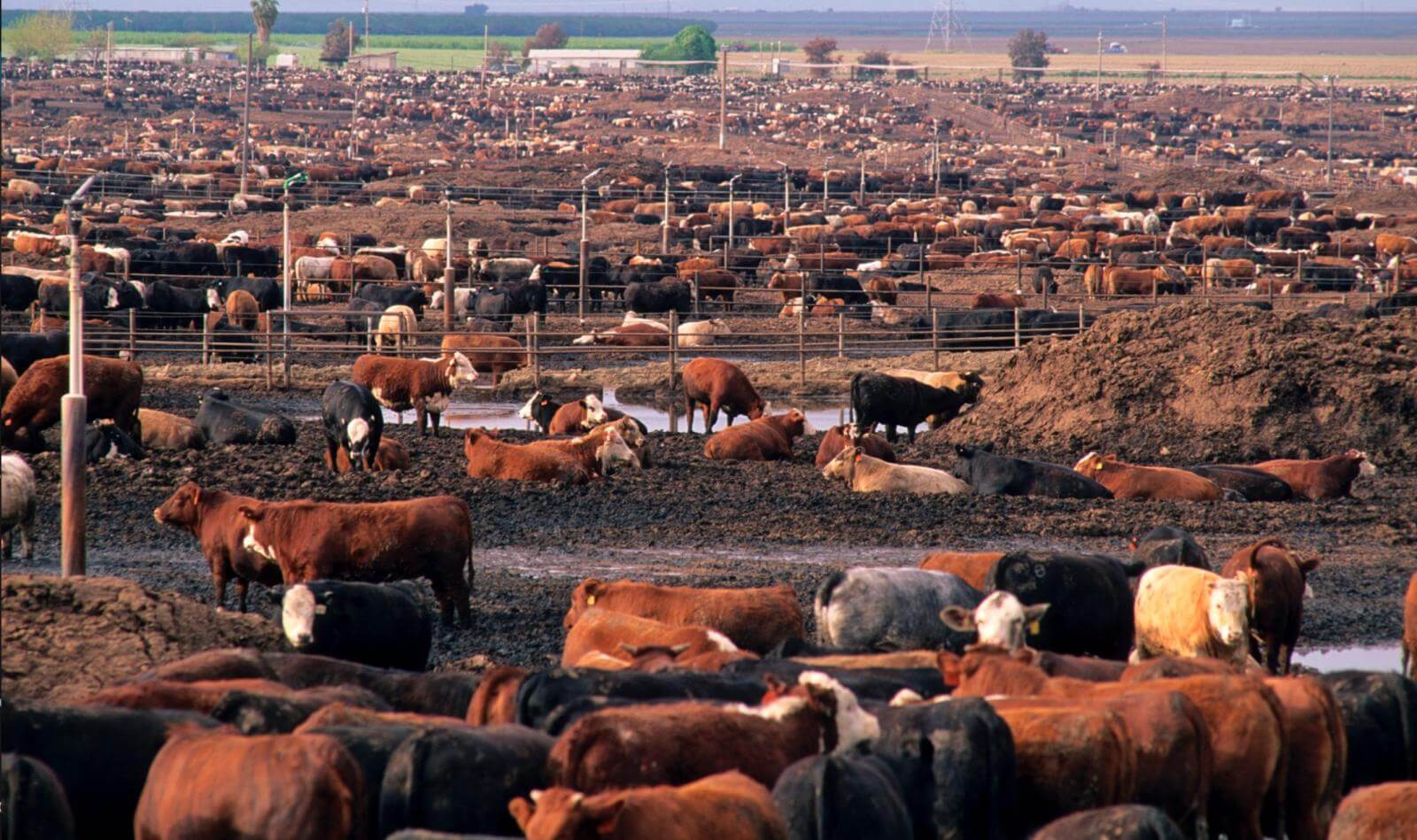 making-meat-sustainable-intensive-livestock-farms-more-ecological