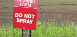 Myth busting on pesticides: Despite demonization, organic farmers widely use them