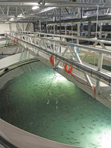 Land-based salmon farming confines the fish to indoor tanks inside facilities resembling warehouses, eliminating interactions between the farmed fish and the external environment. 