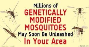 genetically-modified-mosquitoes-unleashed-fb