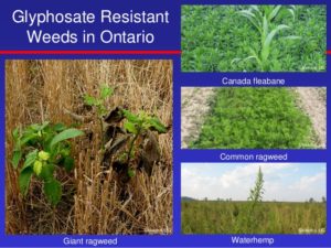 glyphosate-resistant-weeds-in-ontario-2016-1-638