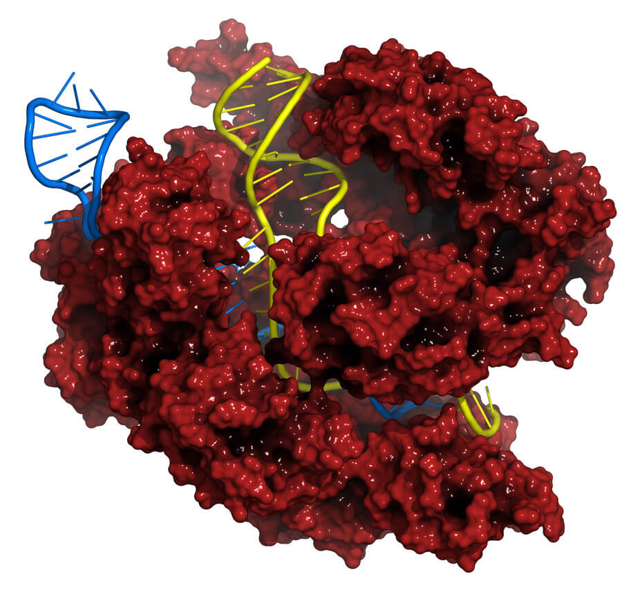 High blood deals pressure hereditary