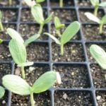 slider sprout