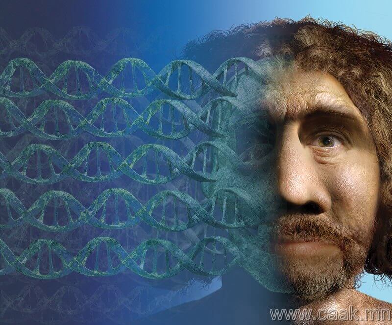 How Neanderthal DNA shaped the human genome - Genetic Literacy Project