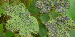 Aceraceae Plant diseases