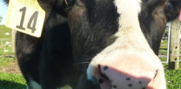 Daisy cow e