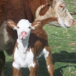 Hereford e