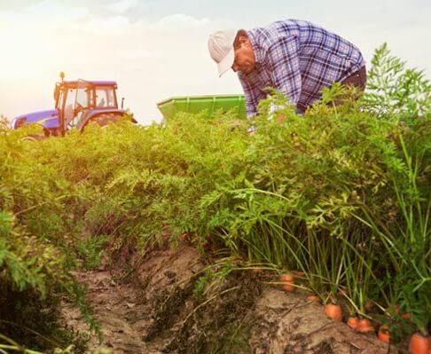 The Ecological Effects of Organic Farming e