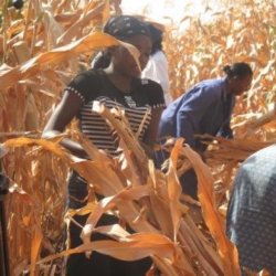 Workers harvesting the GM maize at the field trial in Kiboko