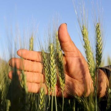 a farmer tends to a wheat farm in the el dakahlia governorate north of cairo egypt february reutersmohamed abd el ghany e