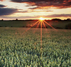 agriculture x e