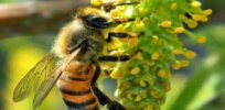 Viewpoint: ‘One-size-fits-all pesticide policy hurts farmers and doesn’t help pollinators’ — Why Boulder, Colorado ignores science in push to ban neonicotinoids