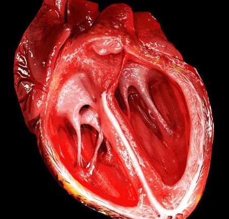 cardiac cycle animated