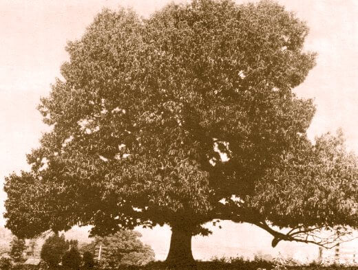 chestnut