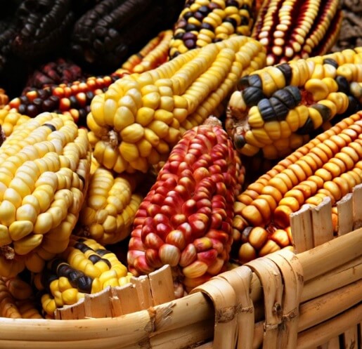 maize