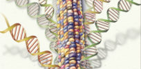 maize genome h