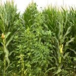 pigweed