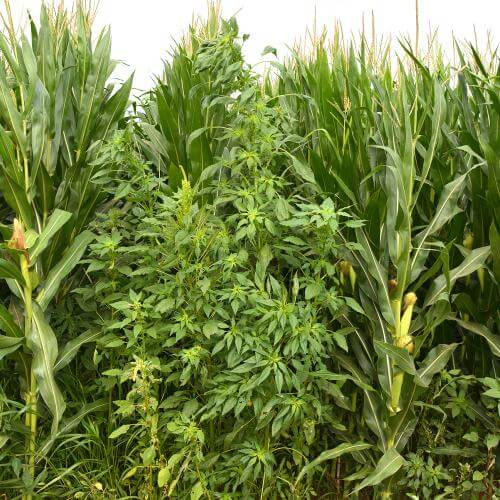 pigweed