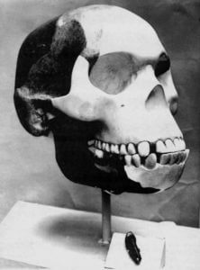 piltdown skull