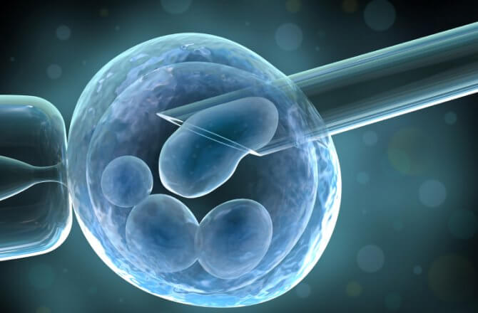 stem cells