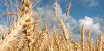 wheat e