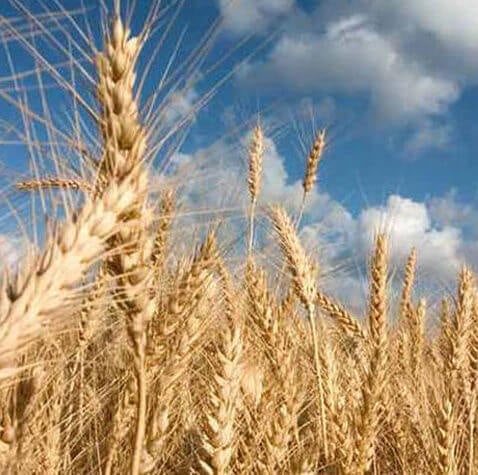 Decoding Wheat Genome Enhances Production In The Face Of Severe Climate 