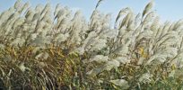 Winter harvest? Russian grass genes could hold key to developing cold-tolerant corn, sugar cane