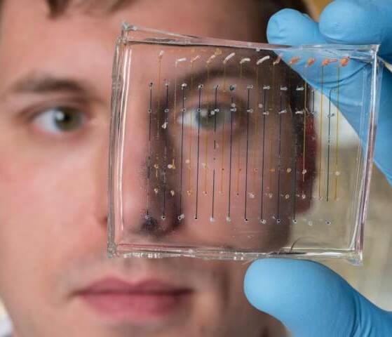 dnabarcoding