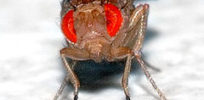px Drosophila melanogaster front aka