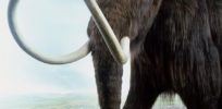 Woolly mammoth 2.0 could be walking the Earth within 10 years