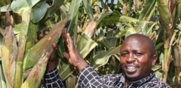 DN Eld Maize a JPG JPG e