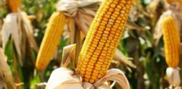 GMO Corn