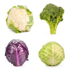 brassica family