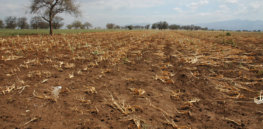 crop drought in tanzania