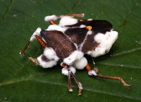 fungus beauveria bassiana entomopathogenic fungi x e