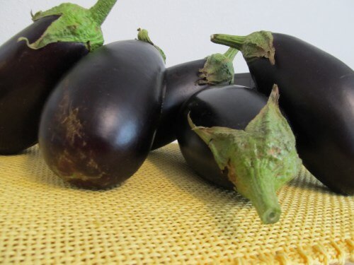 gmo eggplant after