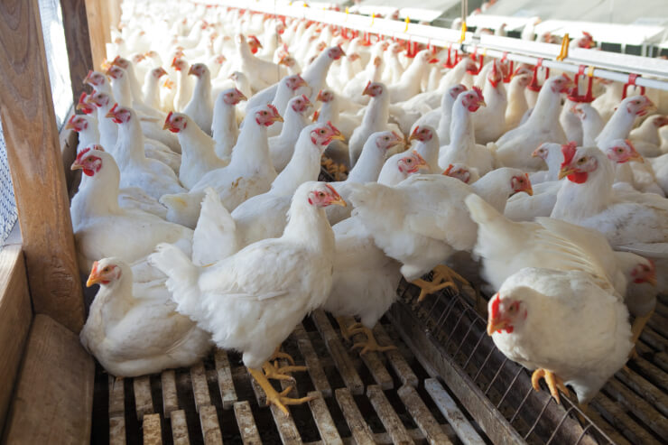 poultry