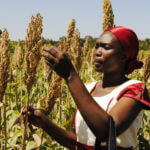 sorghum farmers in kenya FARMERS TREND