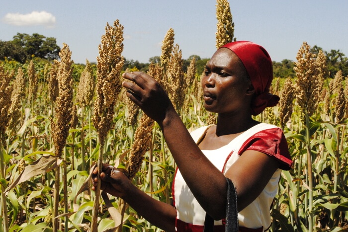 Here are all the ways CRISPR gene editing is transforming Africa’s staple crops—and there’s a lot more innovation to come